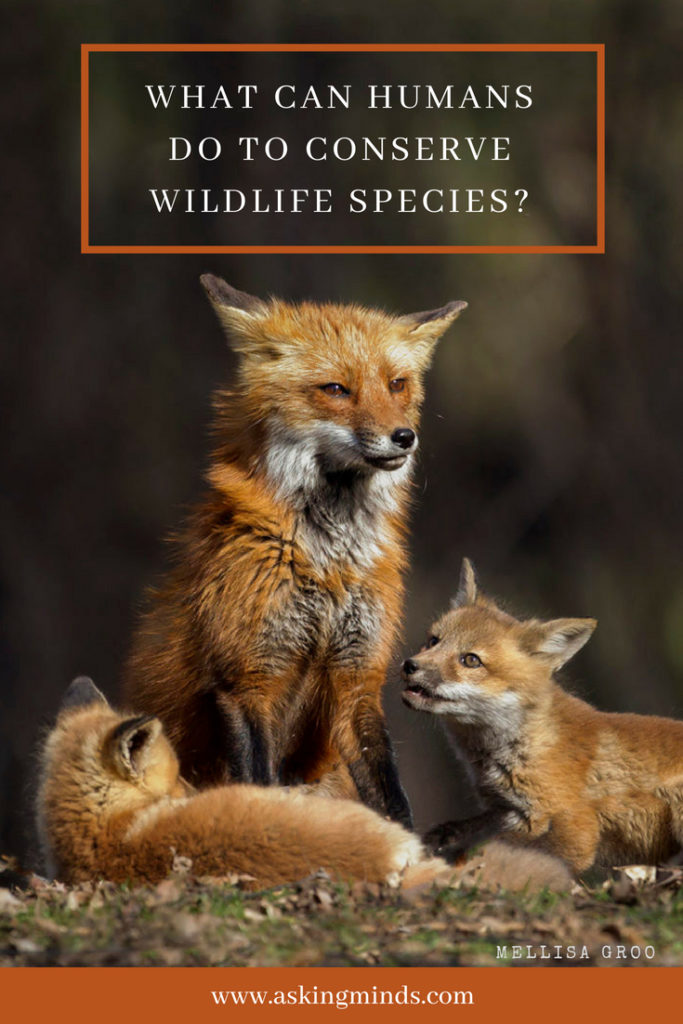 How to conserve wildlife species? What can we do?
