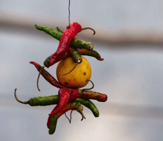 What is the scientific reason behind hanging lemon and chilli ?