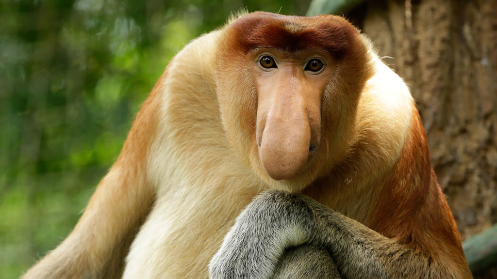 species of monkeys