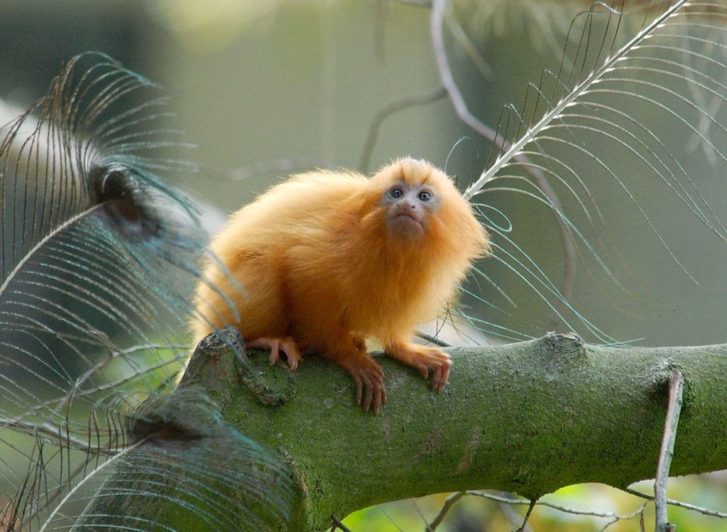 species of monkey