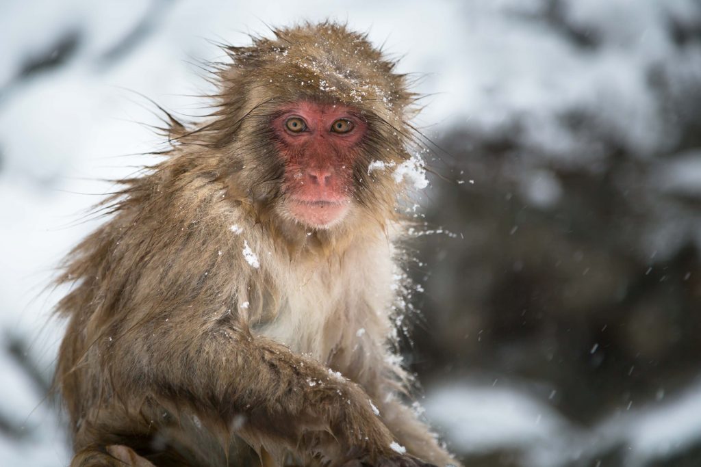 species of monkeys