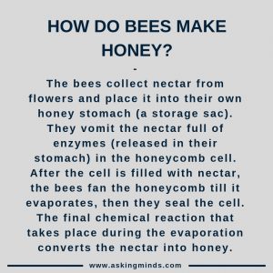 How do bees make honey? - flying insects facts | did you know | general knowledge facts | facts you didn't know | unbelievable facts | facts mind blowing | fascinating facts | short answers | cool facts | amazing facts | interesting facts | useful websites | did you know | #didyouknow #facts #knowledge #interesting
