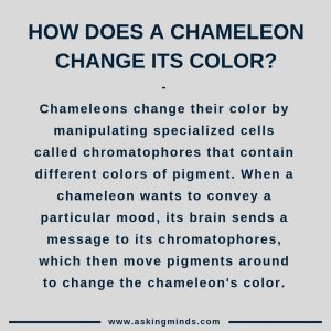 How does a chameleon change its color? - animal facts interesting | vertebrates animals | wildlife | chameleon | brainstorming questions | general knowledge facts | facts mind blowing | fascinating facts | short answers | cool facts | amazing facts | interesting facts | useful websites | did you know | #didyouknow #facts #knowledge #interesting